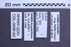 Etiketten zu Alaus nobilis (NHMW-ZOO-COL-0008183)